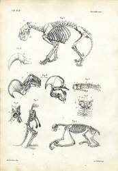 Gatto